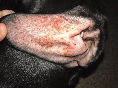 My Lab Pit Mix Has Red Irritated Ears With Bumps Some Of Them Scabbed