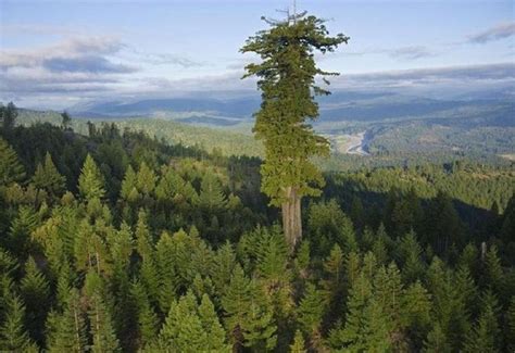 Whats The Tallest Tree In The World Redwoods Amongst These Hyperion