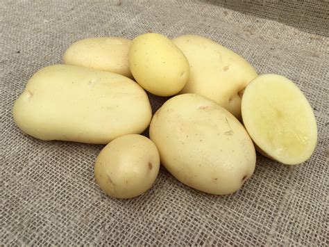 SHERMAN Seed Potatoes - Patch