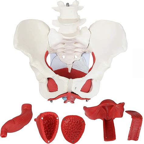 Buy Wsxka Female Pelvis And Perineum Model With Removable Organs