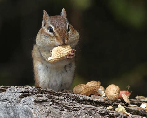 Eating Chipmunk Photograph By Corinne Lamontagne