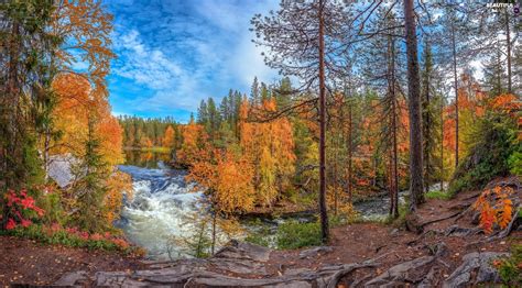 Viewes Kitkajoki River Lapland Trees Autumn Oulanka