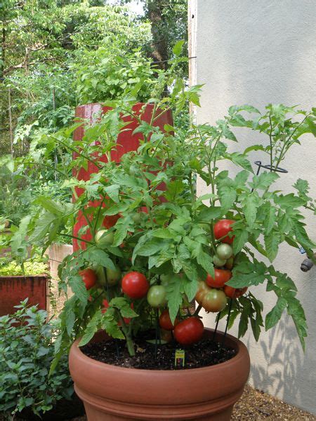 Better Bush Tomato Plant In Container Tomatoes And Other