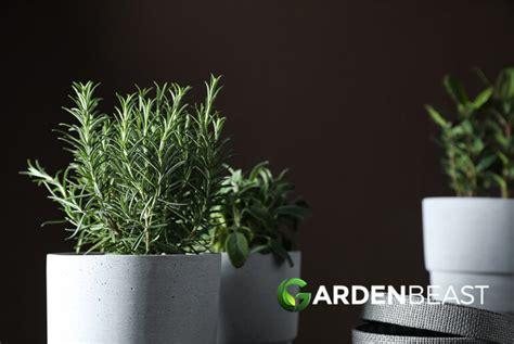 How To Plant And Grow Rosemary Indoors Complete Guide