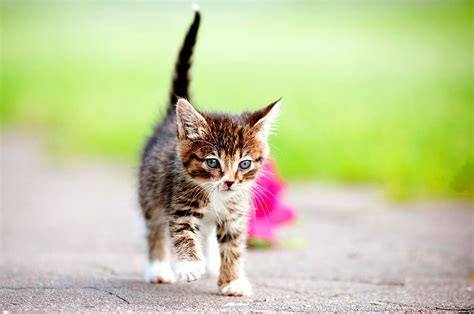 We did not find results for: Katzen Bilder & Fotos - die süßesten Katzenbilder der Welt