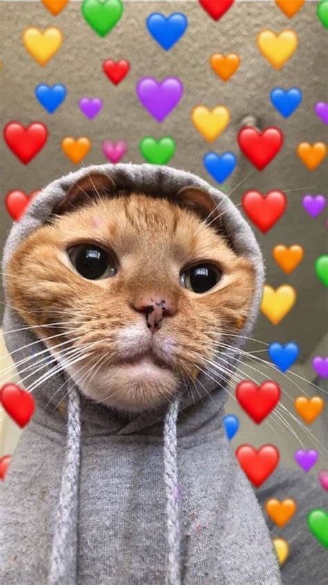 Cute Cat And Hearts Cute Love Memes Funny Cute Cats Cats