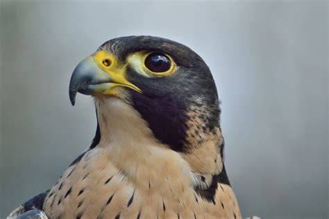 Peregrine Falcon Speed A Birds Delight