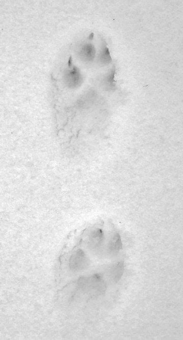 Nature Fox Tracks In Snow North American Animals Nature
