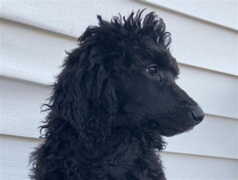 Read more about standard deviations. Standard Poodle Puppies For Sale | 84th Avenue, Allendale ...