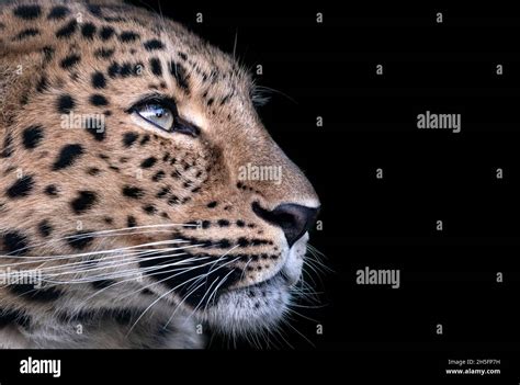 Female Amur Leopard Panthera Pardus Orientalis Profile Stock Photo