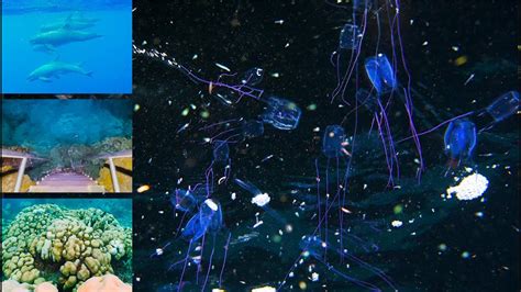 Box Jellyfish Pygmy Killer Whales Reef Surveys Bonaire Ep 42 Youtube