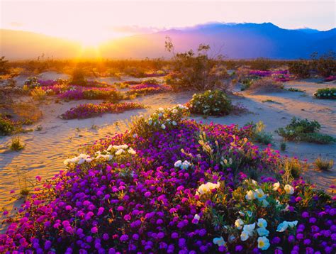 The desert landscape has fewer invasive plants and grasses that push out wildflowers. Desert Flowers Erupt in California 'Super Bloom' | Petal Talk