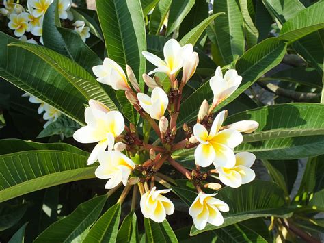 We did not find results for: Free Images : tree, blossom, white, flower, produce ...
