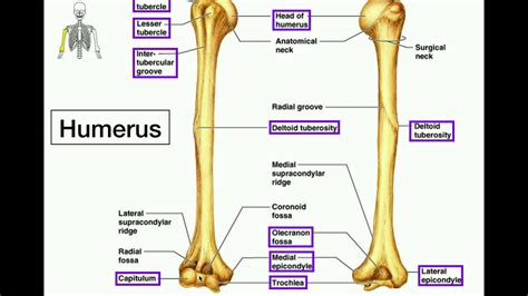 Anatomy Specific Bony Features Of The Humerus And Left Vs Right Youtube