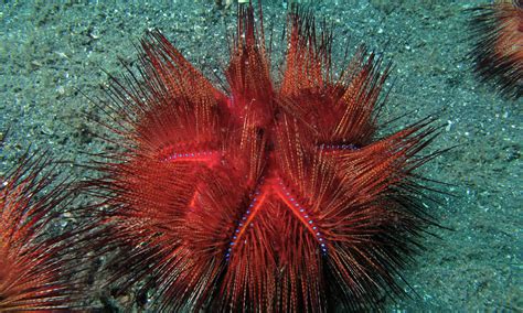 Sea Urchins Encyclopedia Of Life