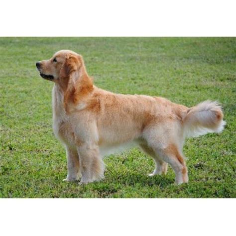 Find the perfect golden retriever puppy for sale in virginia, va at puppyfind.com. Autumn Lake Golden Retrievers, Golden Retriever Breeder in ...