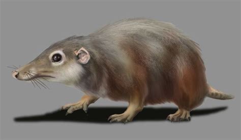 What Was The Ancestor Of The First Mammal Revolution