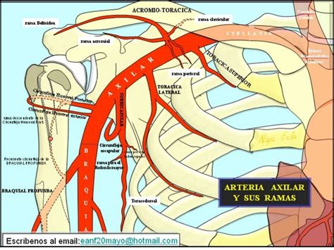 Arteria Subclavia Y Sus Ramas