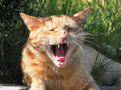 The gums are red and swollen, sometimes bleeding and sometimes have a layer of slime on them. Fur Everywhere: Cat Anatomy: The Teeth and Tongue