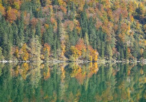 Trees And Reflection In A Mountain Lake In Autumn Stock Photo Image