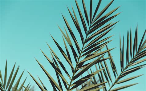 Download Wallpaper 3840x2400 Palm Branches Leaves Sky Plant 4k