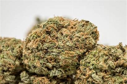 Cookies Kush Strain Marijuana Weed Herb Cannabis