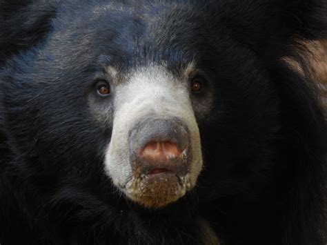 They have 2 subspecies, the common sloth bear and the sri lankan sloth bear. Sloth Bear - ZooChat