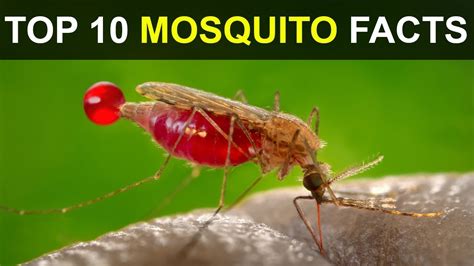 Top 10 Mosquito Facts Youtube