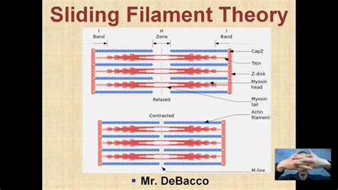 Sliding Filament Theory YouTube