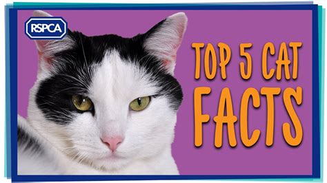 top 5 cat facts youtube