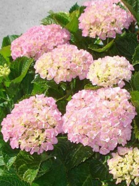 Hydrangea Macrophylla Forever And Ever Pink Bauern Hortensie