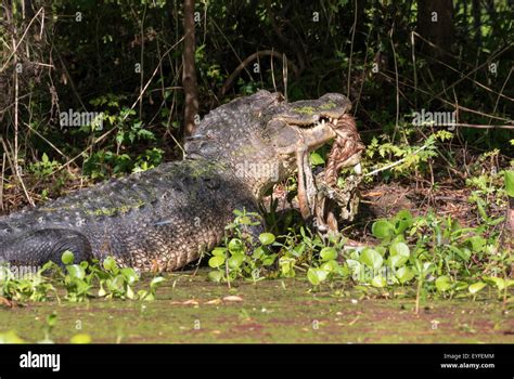 American Alligator Alligator Mississippiensis Eating A Deer Brazos
