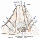Images of Termite Mound Diagram