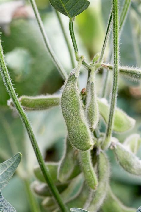 How To Plant And Grow Soybean Plants