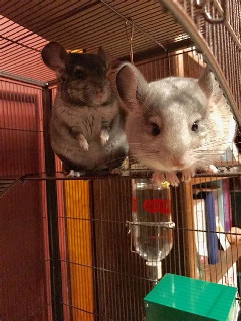 Chinchillas are excellent jumpers and climbers and enjoy using these talents. Chinchilla Rodents For Sale | Whitewater, WI #307606