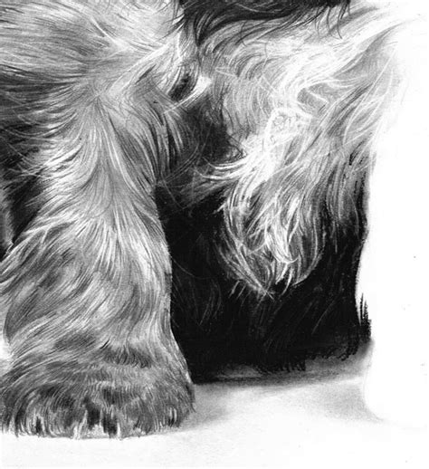 How To Draw And Render Realistic Fur With Pencils And Charcoal