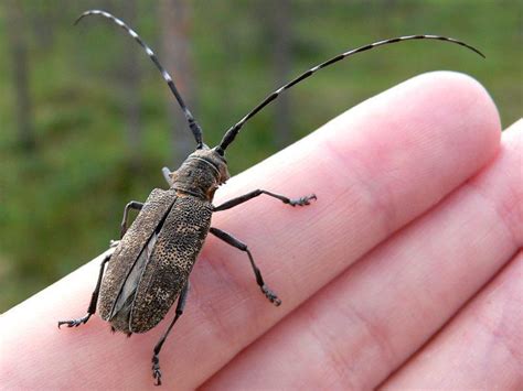 Pine Sawyer Beetle Identification Life Cycle Facts And Pictures