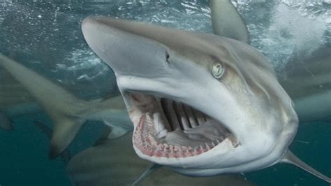 Researchers Say Blackspot Sharks Behind Whitsundays Attacks The West