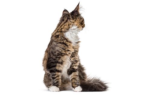 Cat Scooting — Why It Happens And What To Do Catster