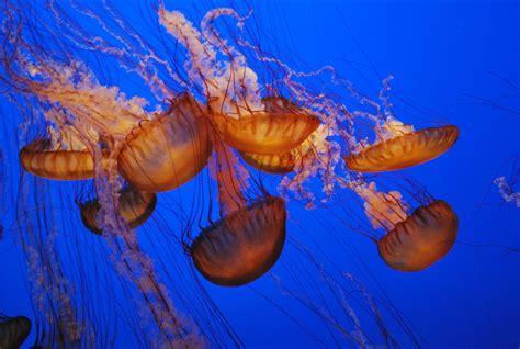 Free Images Nature Underwater Jellyfish Coral Reef Invertebrate