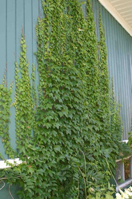 Impressive Climber And Creeper Wall Plants Ideas 28 Indoor Vines