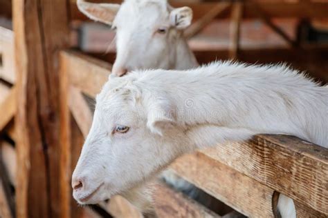 White Hornless Goat Stock Photo Image Of Meadow Dairy 48966592