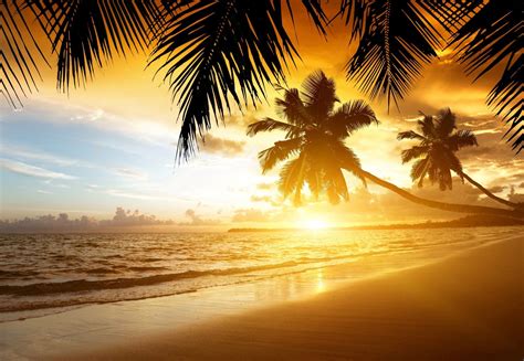 Tropical Sunset Paradise Beach Coast Sea Ocean Palm Summer Sand Tropics