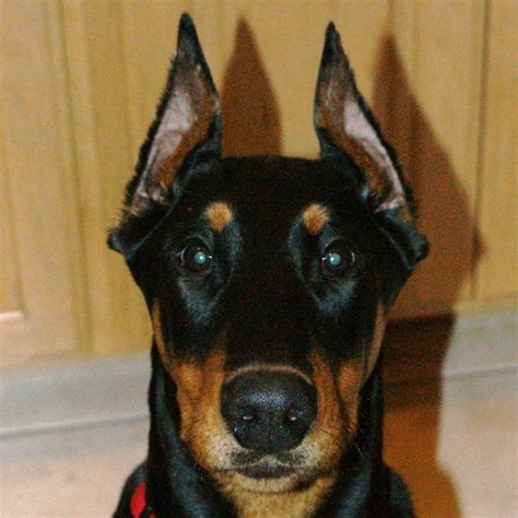 10 Best Doberman Pinscher Dog Names
