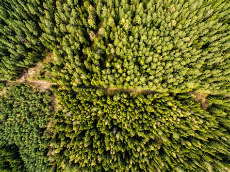 Top View From The Drone To The Forest Stock Photo Image Of Landscape