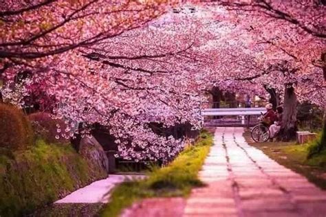 الطبيعة في اليابان تعرف على الطبيعة الخلابة في اليابان من جبال