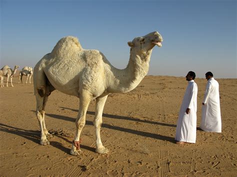 Free Images Landscape Desert Fauna Vertebrate Saudi Arabia