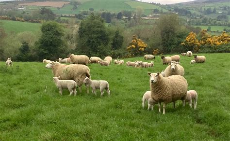 Nows The Time To Boost Your Lamb Crop Agriland