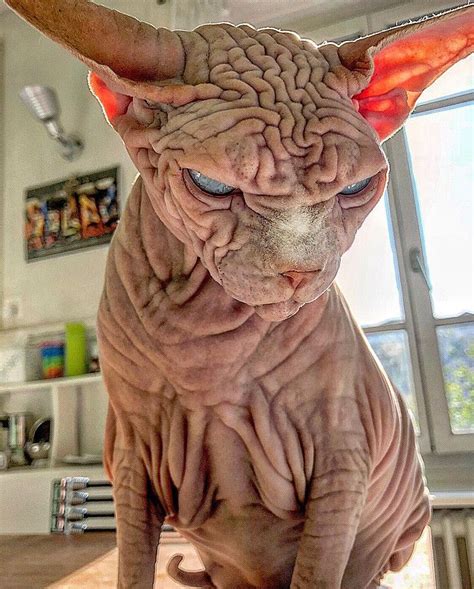 Extra Wrinkly Sphynx Kitty Called The Worlds Scariest Cat Is