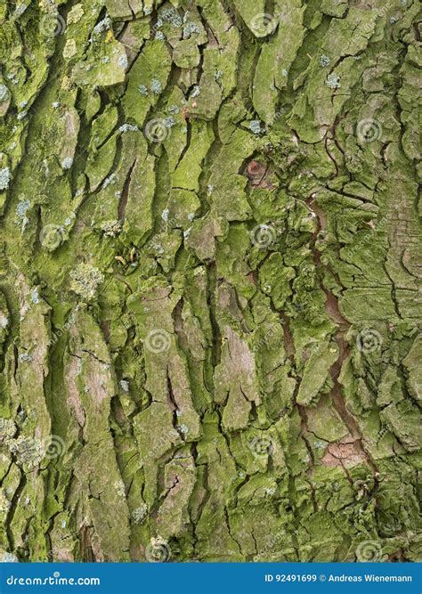 Green Bark From A Leaf Tree Stock Image Image Of Structure Forest